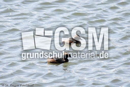 Ohrentaucher (3 von 10).jpg